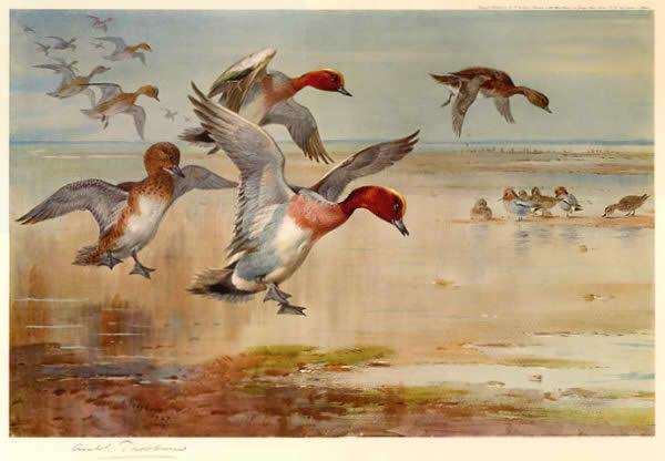 Archibald Thorburn Canvas Paintings page 8